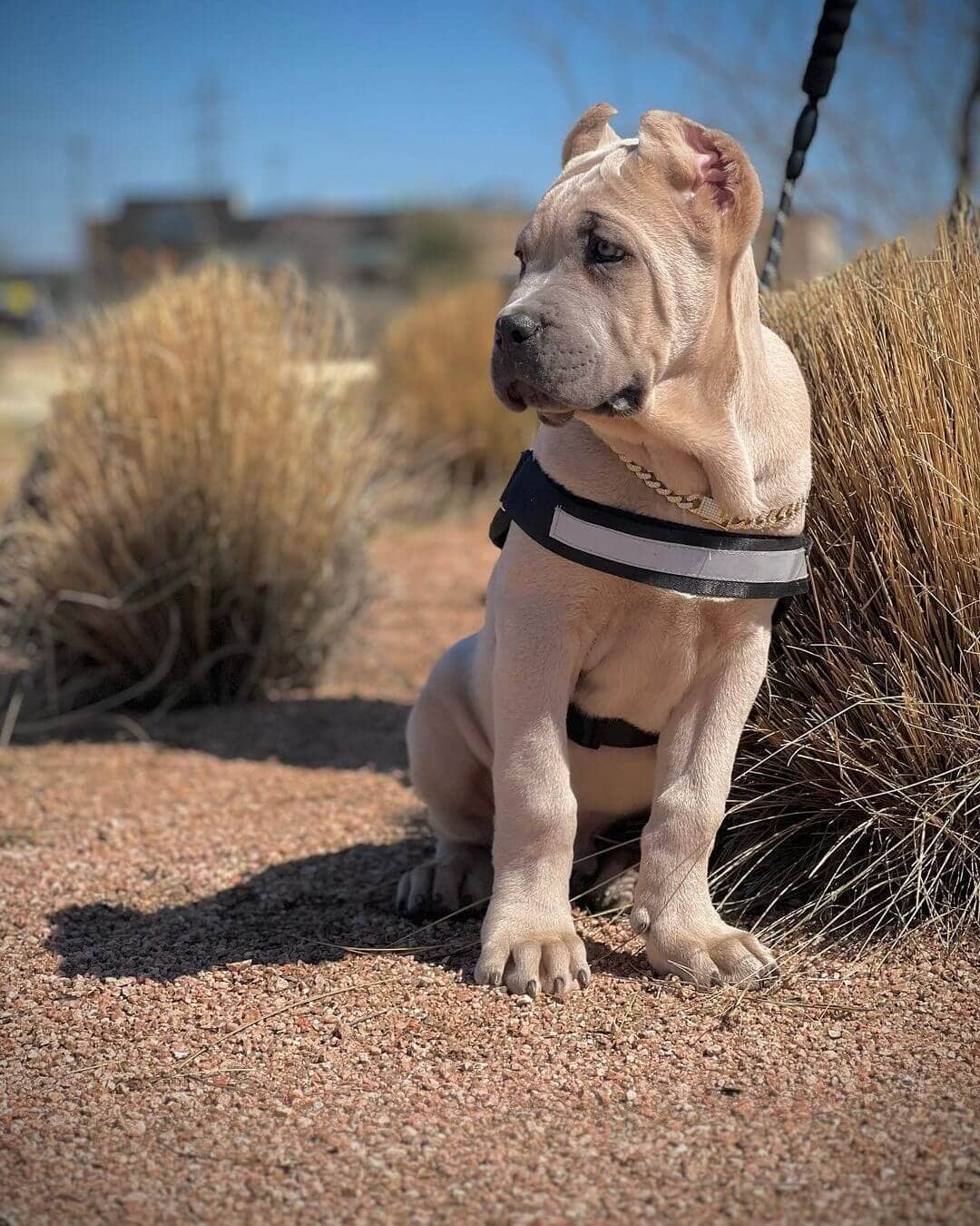  1 Roy male puppy For Sale 