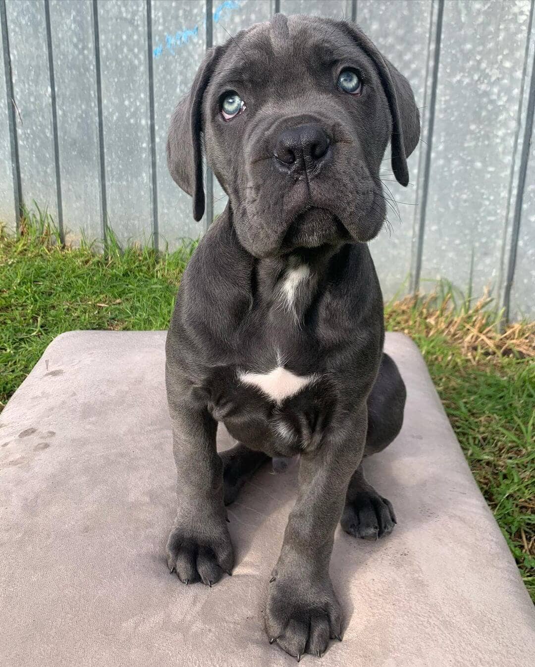  15 Ric male puppy For Sale 