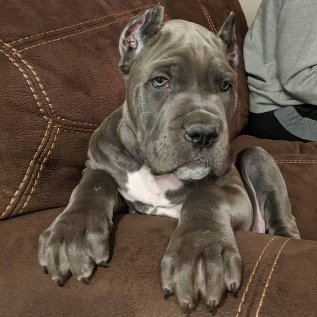  5 Bole male puppy For Sale 